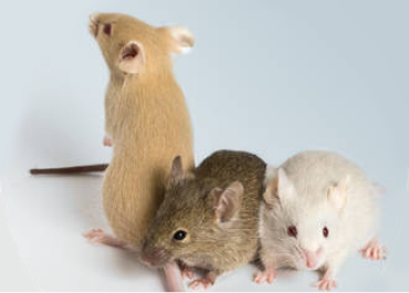 小鼠品种繁多，优质健康无瑕